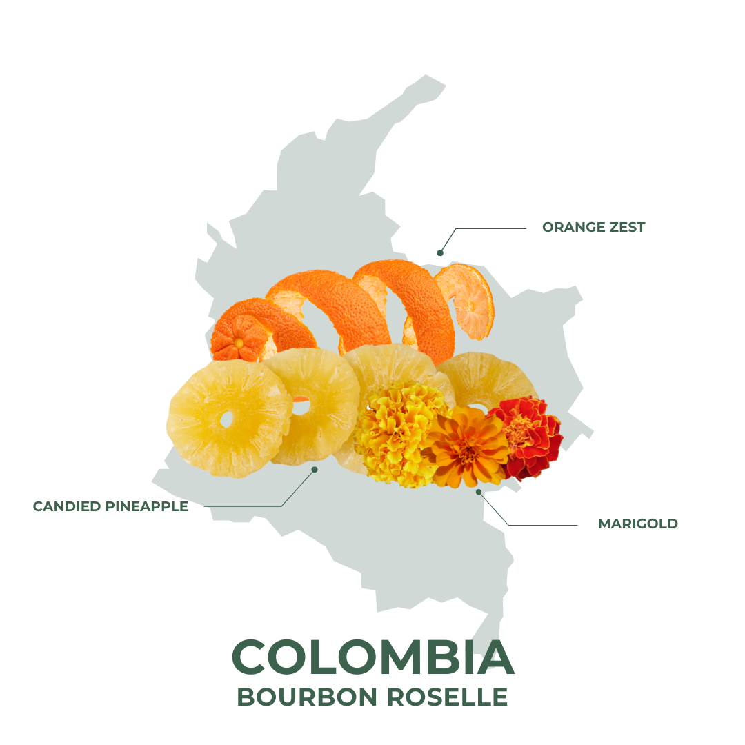Colombia Bourbon Roselle Drip Bags