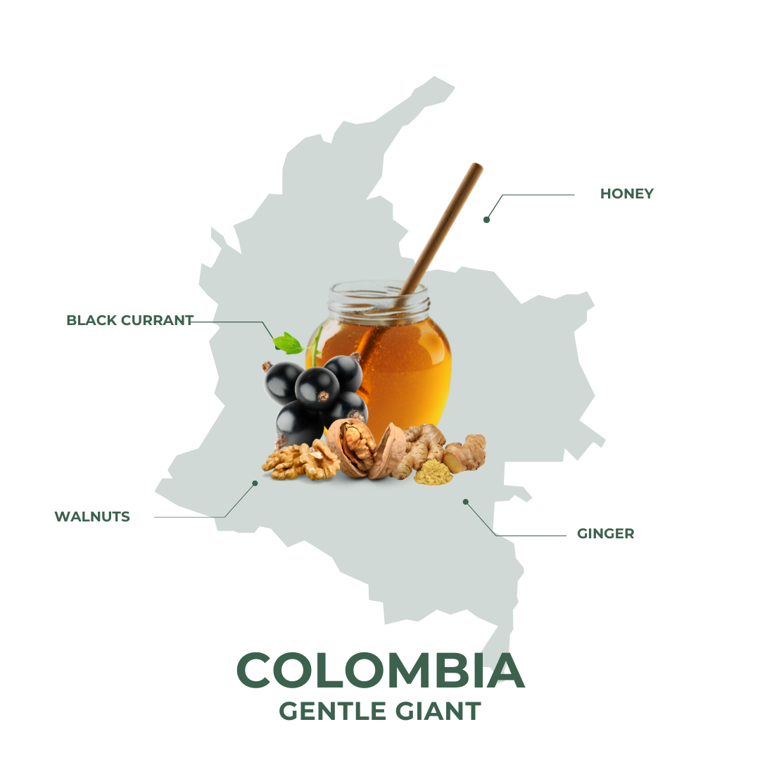 Colombia Gentle Giant Drip Bags