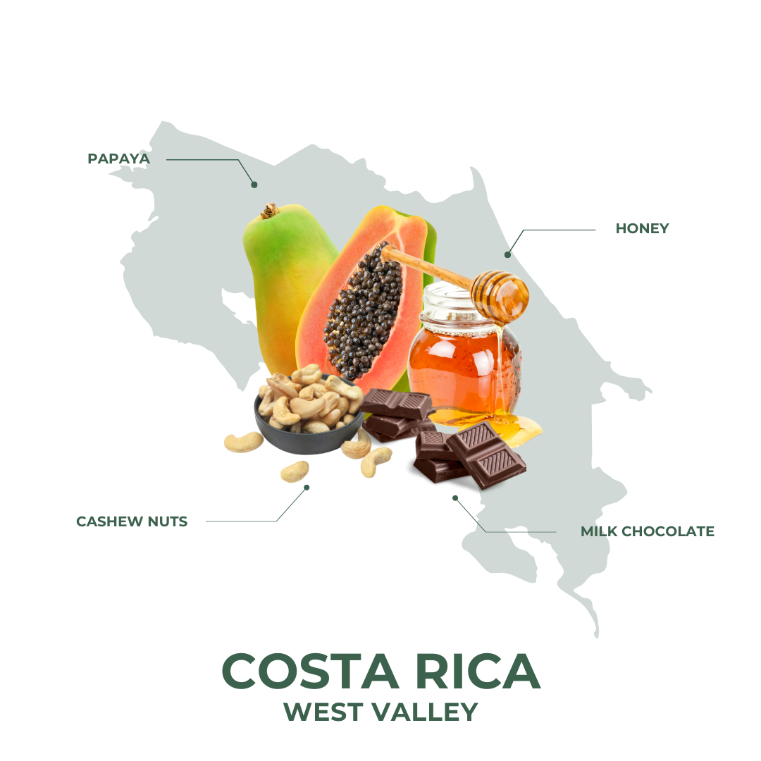 Costa Rica West Valley Drip Bags