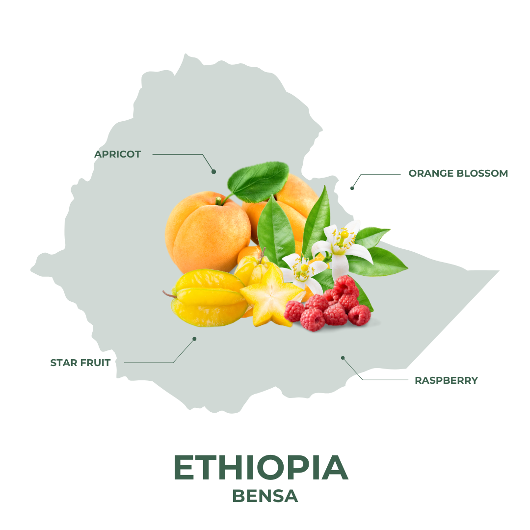 Ethiopia Bensa Coffee – Sourced from the Heart of Ethiopian Coffee Lands