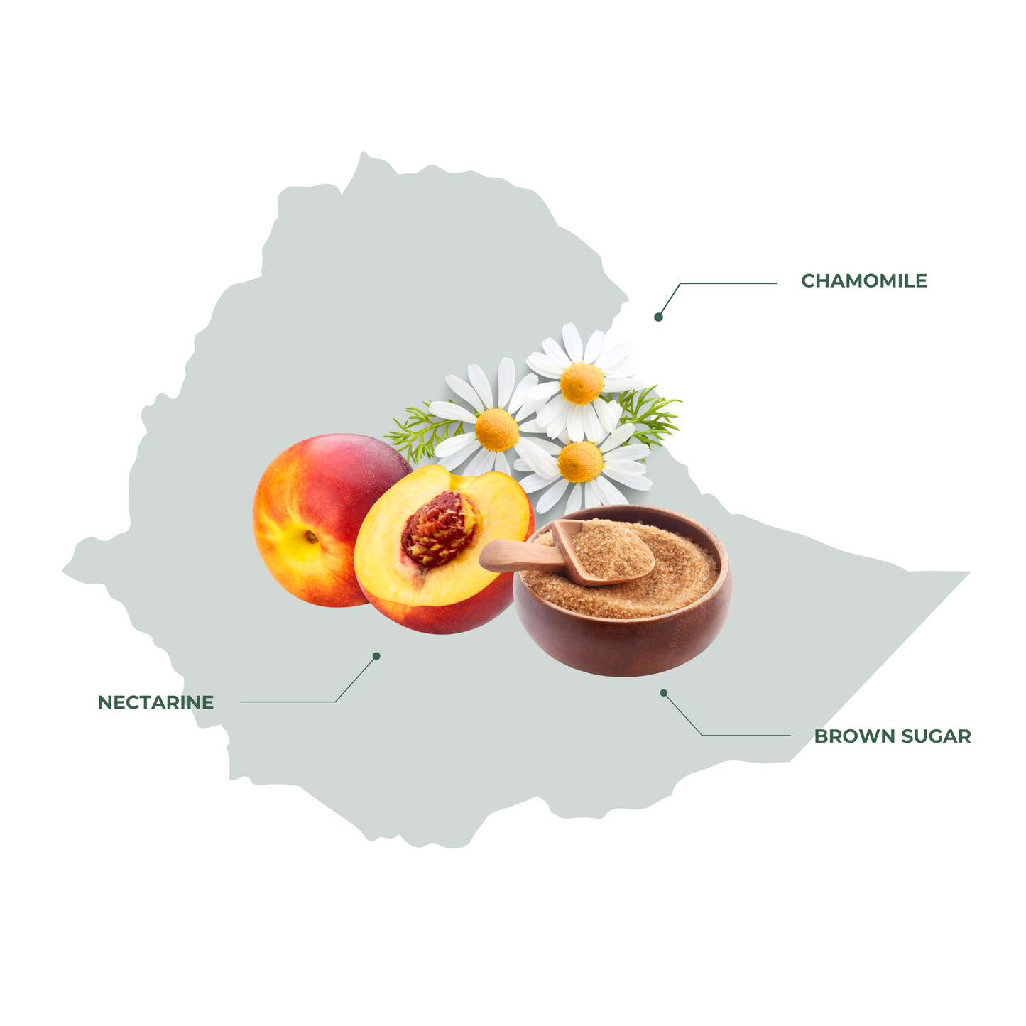 Ethiopia Sidamo Specialty Coffee – Smooth, Balanced, and Flavorful