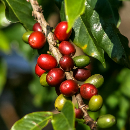 Introduction to Coffee Course – Discover the World of Coffee